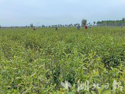 孝昌花西乡 今春“头茶”开采，品味茶香与陶瓷文化的交融