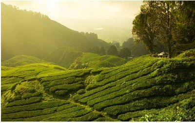 普洱茶小镇 落地实践“三张牌”的最佳范本