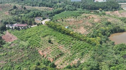衡阳县 荒山种下“摇钱树” 万亩金槐结“金米” 陶瓷